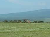 Gli animali del Serengeti